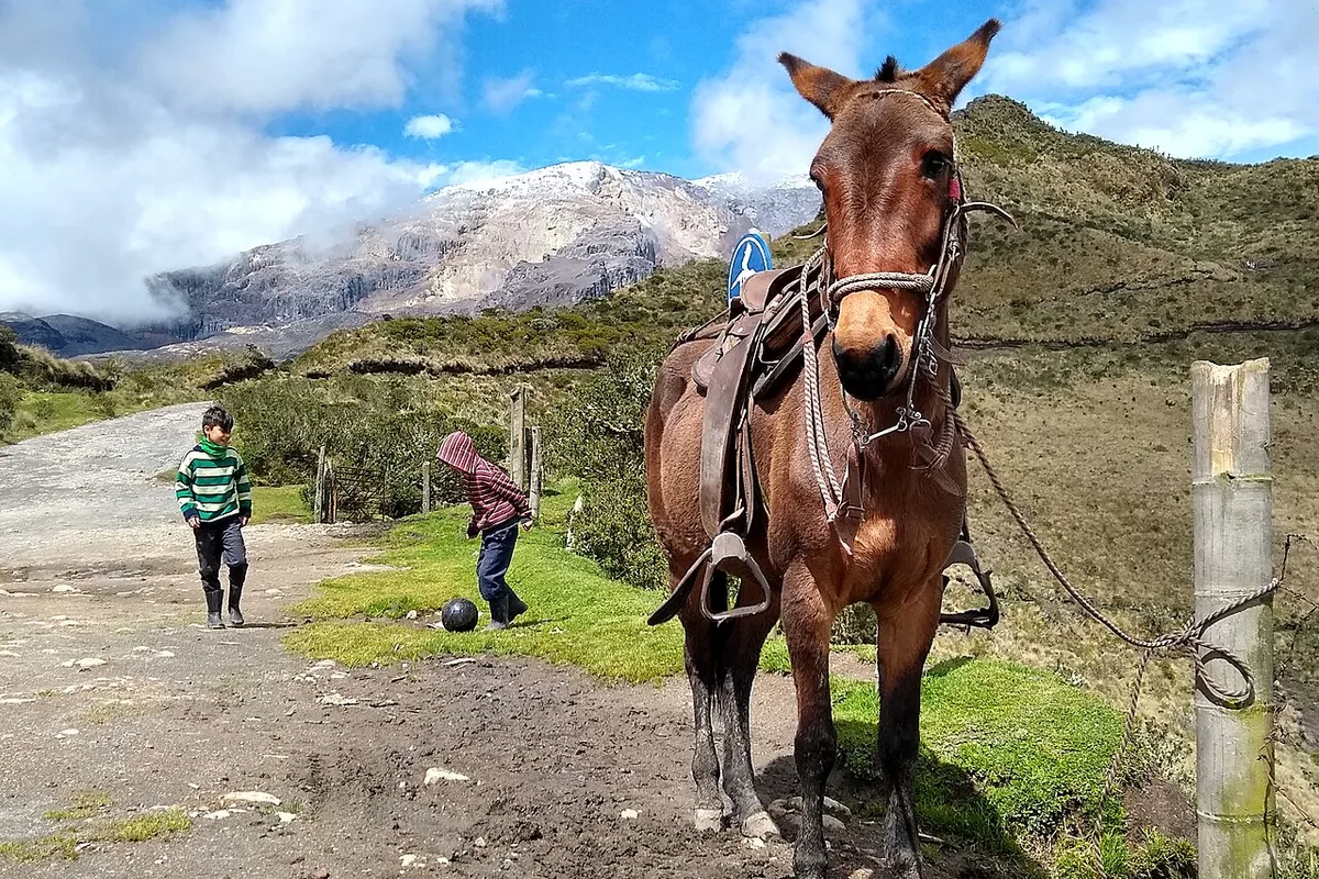 Acarreos en Bucaramanga